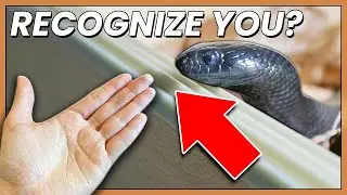 Can Your Snake Recognize You?