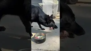 My dogs eat better than me