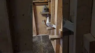 breeding pairs | Racing Pigeon | Homer | Kabutar