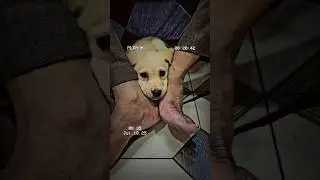 #lovedogs #dog #diy #dogshorts #news #missyou #love #like #song #animals #enjoying #fun #fyp #jjk #1