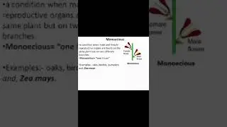 monoecious and Dioecious