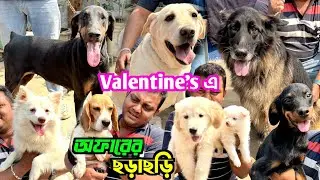 মাত্র 2999 টাকায় Labrador. Dog Kennel in Habra. Dog Market in Kolkata Price.