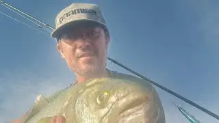 Cattura in diretta di un grosso pesce SERRA a spinning 🎣👇