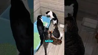 This kitten is truly loved by its family !!
