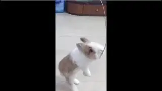 Funny Lionhead rabbit tricks training, stand up walking like human