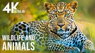Explore Diverse Animals 4K 🌿Dive deep into the wildlife kingdom with soothing relaxing music