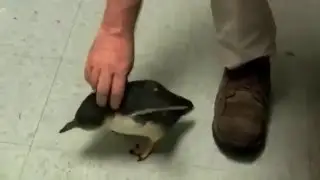 Tickling a Penguin Original
