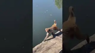 Amazing jump of monkey || wildlife videos || nature videos || #shorts #monkey #nature