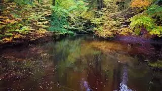 woodland pond reflection, quiet woodland scene showing colorful trees mirrored in tranquil water