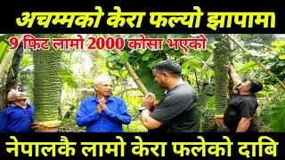 झापामा फल्यो 9 फिट लामो केरा , नेपालकै लामो केरा हेर्दै टोपी खस्ने अग्लो केराको घरि