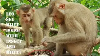 Nice moment ! Monkey Leo wonder about brother Mily not shear water coz ...