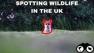 How to Spot WILDLIFE in the UK (Tips + Tricks) | INCREDIBLE British Wildlife Footage