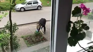 Дубчик.