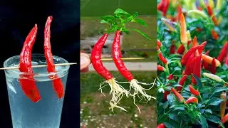 Amazing water propagation for grow chili plant from chilis || Best method for planting