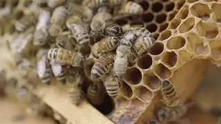 Puerto Rico's Hurricane Destruction May Have Doomed the World's Honeybees