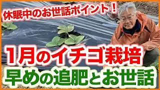 家庭菜園や農園のイチゴ栽培で１月は早めの追肥！休眠中にやるべきお世話ポイントを徹底解説！/Strawberry cultivation tips from a Japanese farmer.