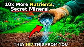 10x More Nutrients: The 