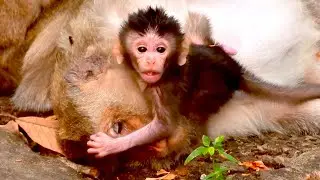 Monkey Button Rests While Her Newborn Baby Crawls Nearby
