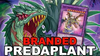 НОВЫЙ ФИРМЕННЫЙ PREDAPLANT! FT STARVING VENOM PREDAPOWER! Руководство по комбинациям и колода (Yu-Gi-Oh! Master Duel)