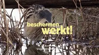 Beschermingsplan Moerasvogels revisited: Polder Demmerik