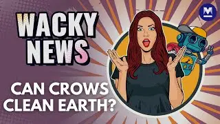 Wacky News Ep 05: Cleaning Crows, Pentagon Chicken and Sad Zuckerberg
