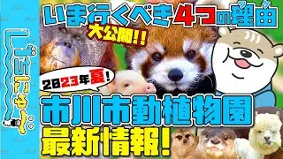 【市川市の広報番組】いちにゅ〜 No.007 市川市動植物園 最新情報！2023年夏、いま行くべき４つのワケ！