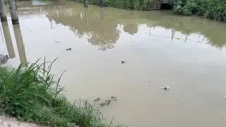 Smart RC-Based River Cleaning Robot for Sustainable Waterway Management