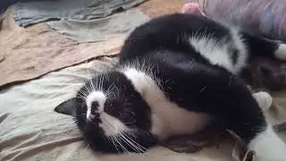 cat play 😺😺