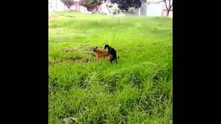 até os cachorro #ÉPRACABA