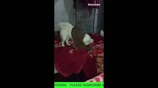 The greatest FIGHT Of PILLU VS FROOTI #live #livestream #dog #dogfight #viral #livefight