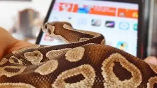 IL MIO SERPENTE SA GIOCARE AI VIDEOGIOCHI MEGLIO DI ME!!
