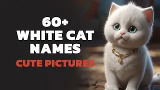 60+ Best White Cat Names - Unique Male & Female Cat Names - Cute Pet Pictures #whitecat  #catnames