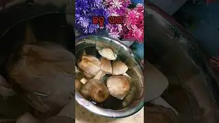 Chhatu poda paga  🍄 #trendingshorts #viralshorts #minivlog #chhatu #ytbshorts #viral