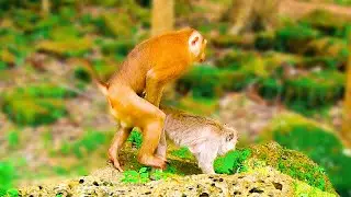 monkey funny video, bibi is very hospitable, adorable baby monkey, luno and lucie, leo