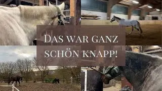 Und ZACK 💥 Fast ein Shetty gekauft!