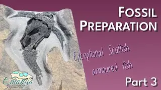 Fossil Preparation at Emanya | Pterichthyodes milleri (Devonian Armoured Fish) - Part 3