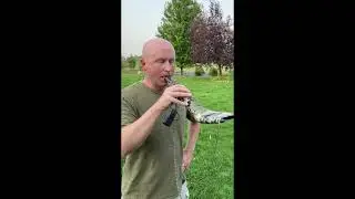 Lil' Big Horn External Reed Elk Bugle Review