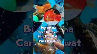 How to treat damaged goldfish fins?  #goldfish #ikanmas #damaged #akuarium #goldfishsemarang