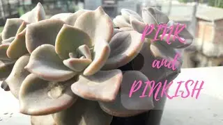 OMG 😍😍 SO MANY PINKSUCCULENTS/My pinkish plants.