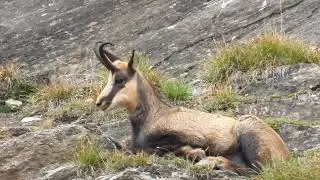 vidéo  d'un chamois  ( Haute Maurienne Vanoise )