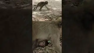 Monkey Family on the Move | A Glimpse into Primate Life in the Wild