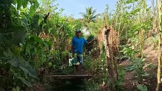 AGUANDO MINHAS PLANTAS NA ROÇA 