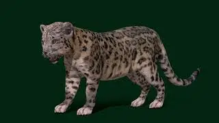 Snow Leopard Cub Animal #animals #nyilonelycompany #wildlife #nature #snowleopard #cub #endangered