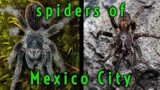 RARE Tarantula FOUND IN NATURE in Mexico! Along w/ other things