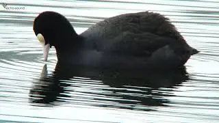 Eurasian coot - (Bl&auml;sshuhn)