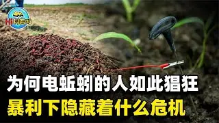 为何电蚯蚓的人如此猖獗？一次上百斤，暴利下隐藏着怎样的危机？【hi科普啦】