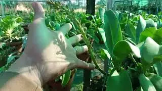 Mời mọi người ngắm trâu đón tết sớm, và e chia sẻ trị vàng lá trên Lan đơn thân