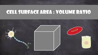Surface Area to Volume Ratio ll ECOLOGY ll CSIR NET Life Sciences ll Why RBC is Biconcave ?
