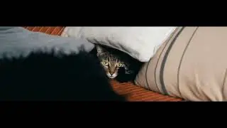 Why Your Cat is a Master Thief: Unraveling the Mystery of Feline Collecting!