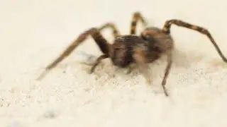 ریگستانی وولف اسپائیڈر کی حیرت انگیز دنیا #DesertWolfSpider #WildlifeUrdu  #Spider #DesertCreatures